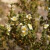 cliffrose flower essence 3
