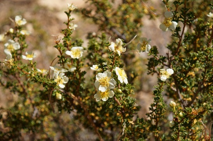A blooming Cliffrose shrub at Grand Canyon. cliffrose flower essence 3