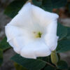 datura flower essence 4