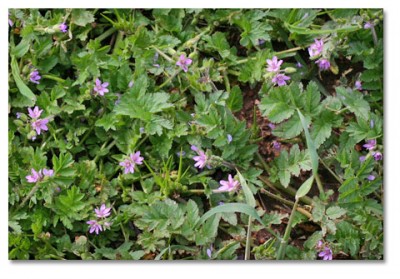 Filaree-400x279 filaree flower essence 3