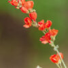 globe mallow flower essence 3