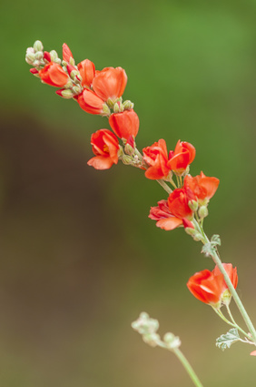 Orange globe Flower blossoms globe mallow flower essence 3