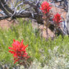 indian paintbrush flower essence 2