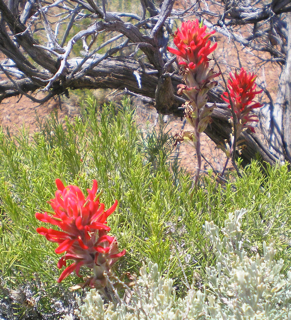 OLYMPUS DIGITAL CAMERA indian paintbrush flower essence 2