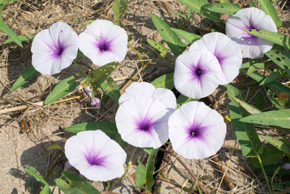 close up of Morning Glory flower morning glory flower essence 2