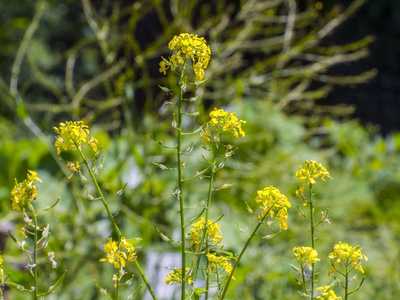 White mustard (Sinapis alba) mustard flower essence 3