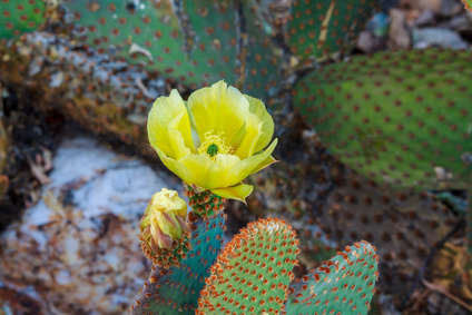 Sonoran prickly pear cactus sports a delicate yellow springtime flower in the desert town of Wickenburg, Arizona. prickly pear flower essence 2