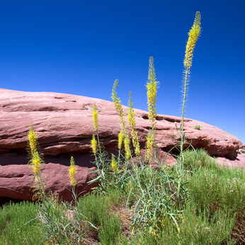 Prince's Plume in Canyonlands National Park in summer princes plume flower essence 3