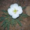 sand lily flower essence 3