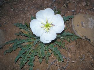OLYMPUS DIGITAL CAMERA sand lily flower essence 3