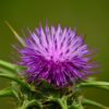 thistle flower essence 2