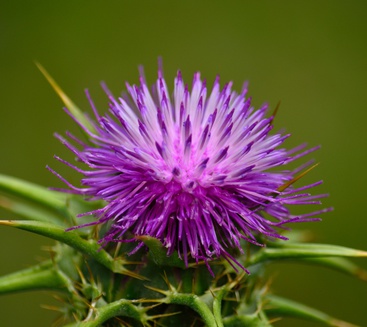 Beautiful flower head of milk thistle, Silybum marianum, medicinal plant thistle flower essence 2