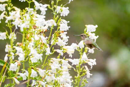 A bird in flight hovering over white penstemon. white penstemon flower essence 3