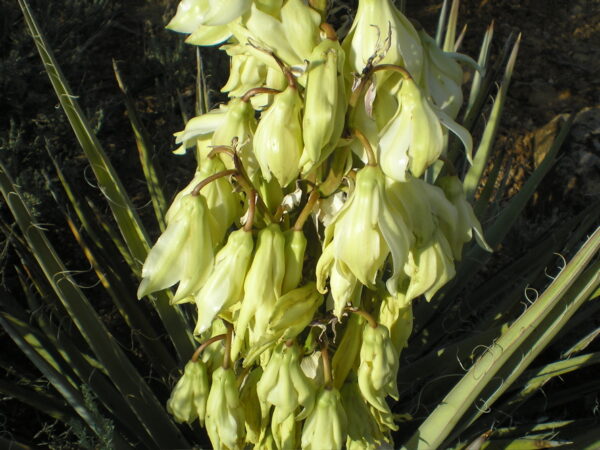 OLYMPUS DIGITAL CAMERA yucca flower essence