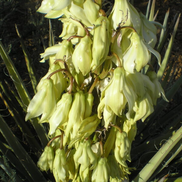 OLYMPUS DIGITAL CAMERA yucca flower essence