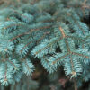Blue Spruce Essential Oil