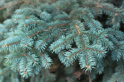 blue spruce Blue Spruce Essential Oil