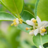 Orange Blossom Absolute