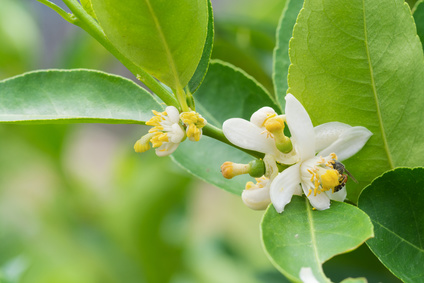 Flower of lemon tree branch Orange Blossom Absolute