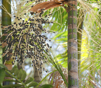 acai seed botanical oil