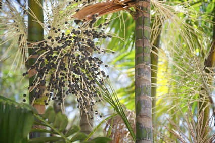 Acai Aa Palm Fruit Tree Close-Up acai seed botanical oil