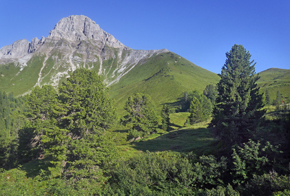 Swiss Stone Pine Essential Oil