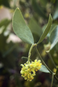 dreamstime_xs_37709743jojoba-200x300 jojoba