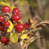 Rose hip CO2