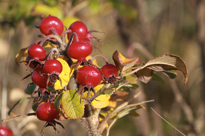 dreamstime_xs_27699008rosacanina Rose hip CO2