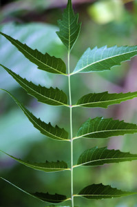 neem seed co2 extract