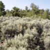 Sagebrush Sage Bush Tree New Mexico, United States Blue Sage Hydrosol