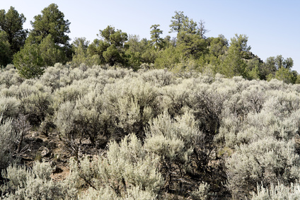 Sagebrush Sage Bush Tree New Mexico, United States Blue Sage Hydrosol