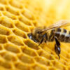 Raw Fure Beeswax 1