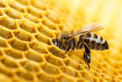 Bee Raw Fure Beeswax 1