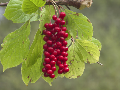 Cluster of fruits of a magnolia vine Schisandra chinensis Schisandra CO2 Extract 1