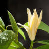Beautiful white Champaka and drop of wate Champaca Essential Oil 2