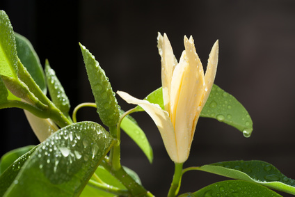 Beautiful white Champaka and drop of wate Champaca Essential Oil 2