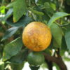 Petitgrain Bigarade Essential Oil
