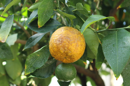 "Bitter Orange" on the tree (or Seville Orange, Bigarade Orange, Marmalade Orange) in Munich, Germany. Citrus Aurantium is a hybrid of Citrus Maxima (Pomelo) and Citrus Reticulata (Mandarin). Petitgrain Bigarade Essential Oil