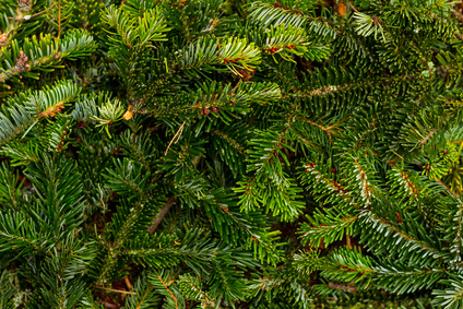 Pine branches Spruce Hydrosol