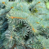 dreamstime_xs_37609651-white-fir White Fir Hydrosol