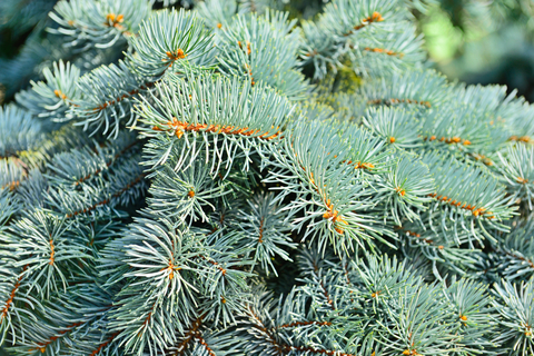 dreamstime_xs_37609651-white-fir White Fir Hydrosol