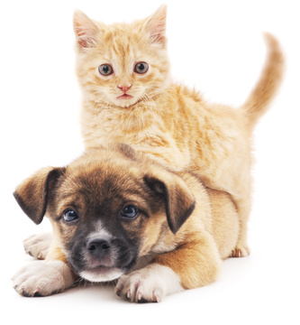 Kitten&Puppy 4 Paws Flower Essence Blend 1