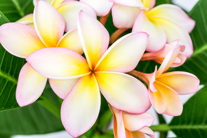 Plumeria or frangipani flower, Tropical flower. Gulchin Mukhallat Attar