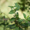 African verbena essential oil