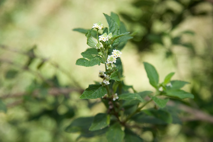 African verbena essential oil