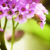 Balm Mint Essential Oil