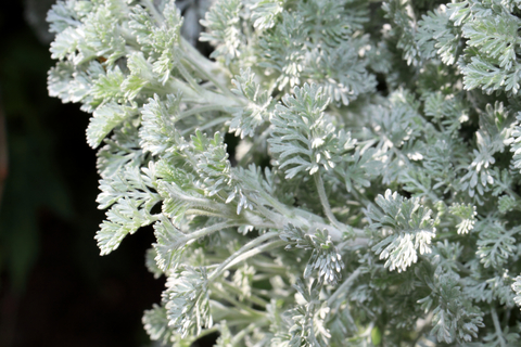 dreamstime_xs_57139446Artemisia Owyhee Essential Oil