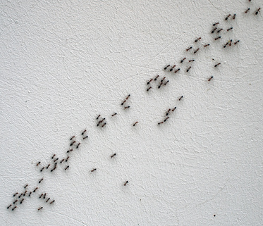 Ant Bug Spray