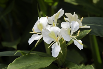 White ginger lily on dark forest background Sontaka Majmua Attar